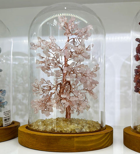 Cây Phong Thủy - Feng Shui Tree